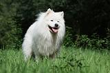 SAMOYEDE 058